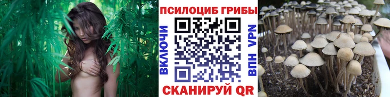 наркошоп Уварово Псилоцибиновые грибы Psilocybine cubensis